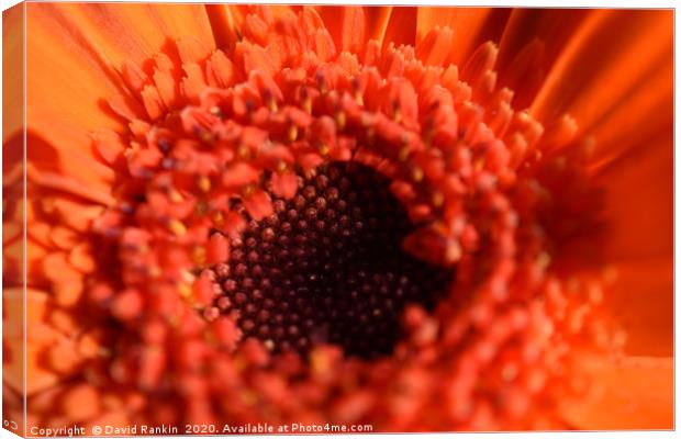 single orange chrysanthemum in close up Canvas Print by Photogold Prints
