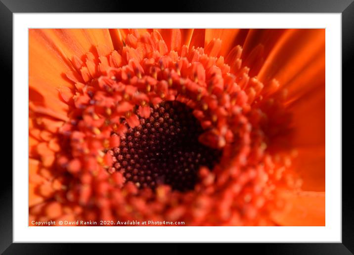 single orange chrysanthemum in close up Framed Mounted Print by Photogold Prints