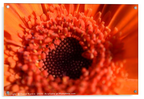 single orange chrysanthemum in close up Acrylic by Photogold Prints