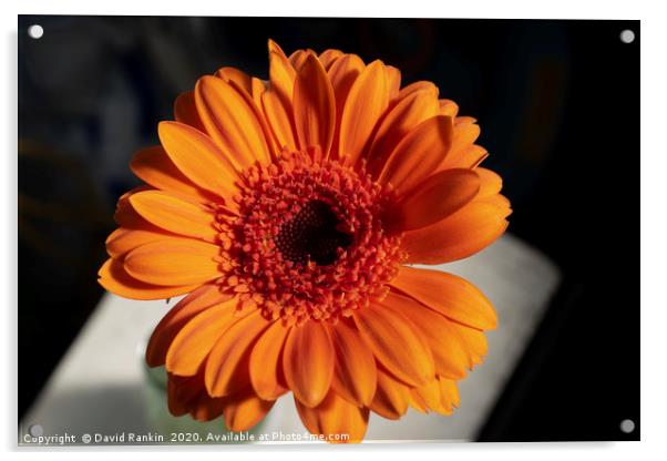 single orange Gerbera Acrylic by Photogold Prints