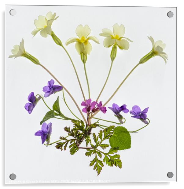 Wild Spring Flowers Acrylic by Eileen Wilkinson ARPS EFIAP
