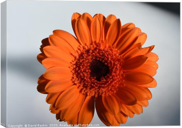single orange Gerbera in strong sunlight Canvas Print by Photogold Prints