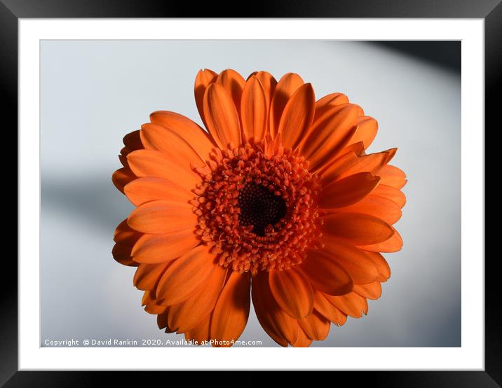 single orange Gerbera in strong sunlight Framed Mounted Print by Photogold Prints