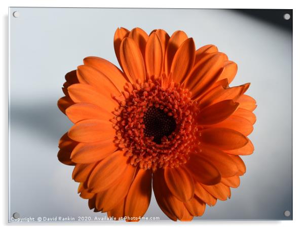 single orange Gerbera in strong sunlight Acrylic by Photogold Prints