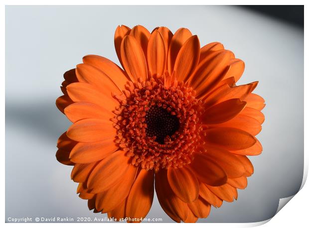 single orange Gerbera in strong sunlight Print by Photogold Prints