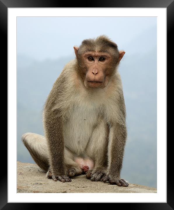 monkey3 Framed Mounted Print by Hassan Najmy