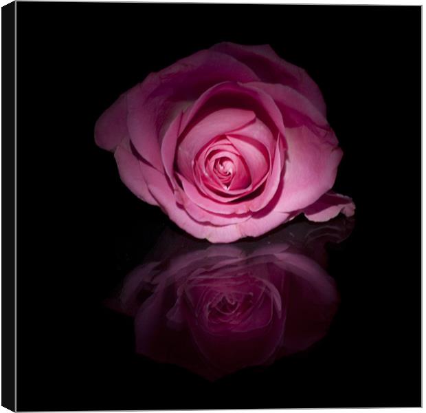 Pink Rose Canvas Print by Sam Smith