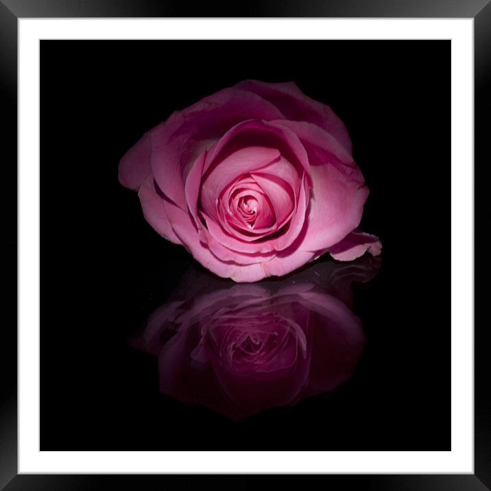 Pink Rose Framed Mounted Print by Sam Smith
