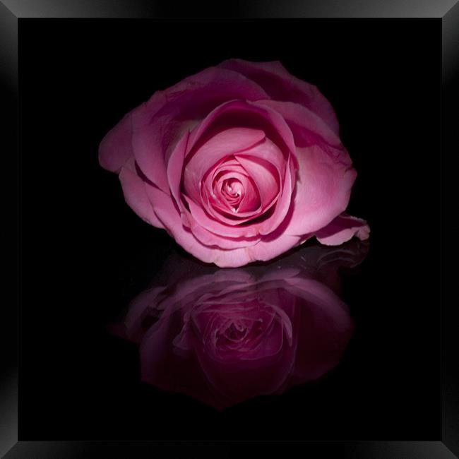 Pink Rose Framed Print by Sam Smith