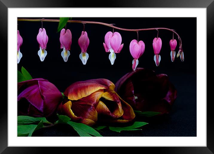 Bleeding Heart, Dicentra Spectabilis and Tulips Framed Mounted Print by Dawn O'Connor