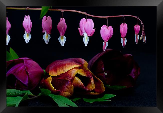 Bleeding Heart, Dicentra Spectabilis and Tulips Framed Print by Dawn O'Connor