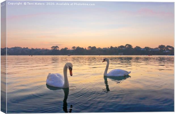 Restronguet Swans At Sunrise Canvas Print by Terri Waters