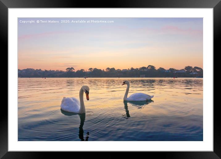 Restronguet Swans At Sunrise Framed Mounted Print by Terri Waters