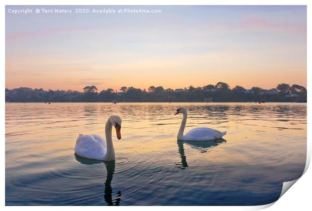 Restronguet Swans At Sunrise Print by Terri Waters