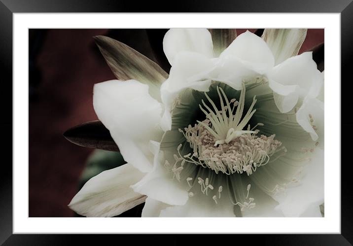 Cactus Flower Framed Mounted Print by K. Appleseed.