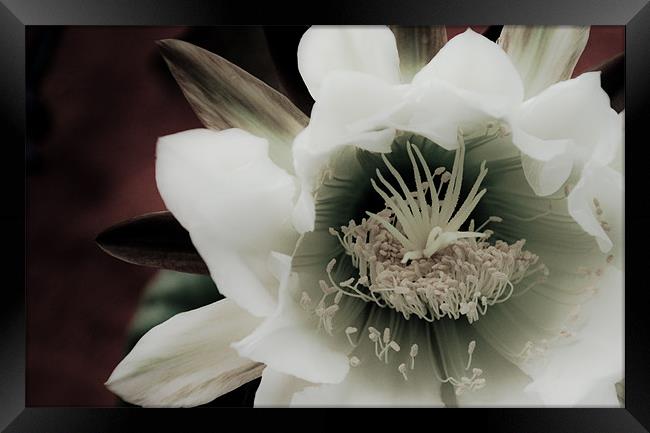 Cactus Flower Framed Print by K. Appleseed.