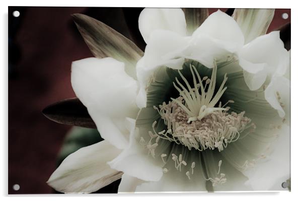 Cactus Flower Acrylic by K. Appleseed.