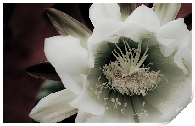 Cactus Flower Print by K. Appleseed.