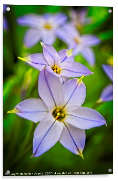 Spring Starflower (Ipheion uniflorum) Acrylic by Martyn Arnold