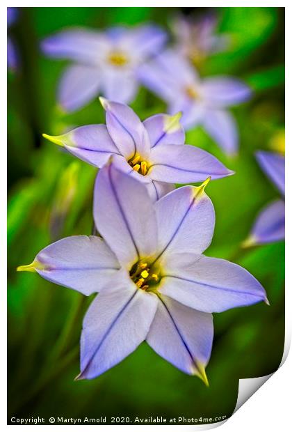Spring Starflower (Ipheion uniflorum) Print by Martyn Arnold
