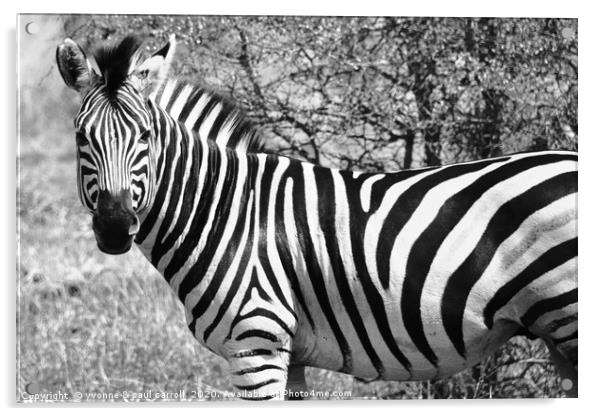 Zebra in B&W, South Africa Acrylic by yvonne & paul carroll