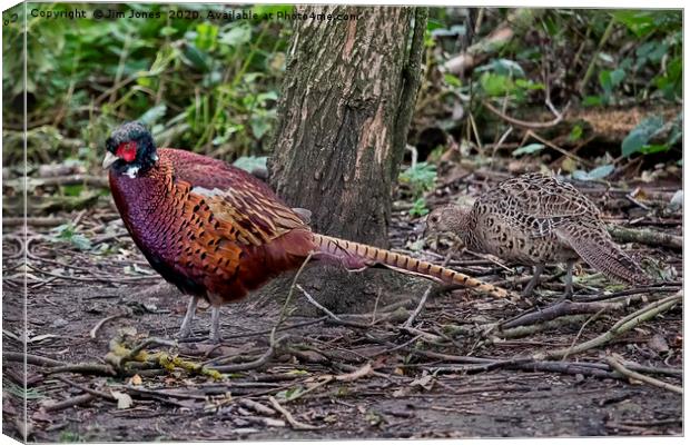 A pair of Pheasants scratching about for food Canvas Print by Jim Jones
