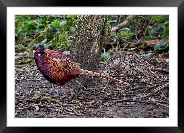 A pair of Pheasants scratching about for food Framed Mounted Print by Jim Jones
