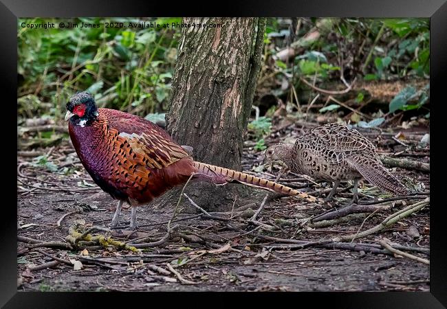 A pair of Pheasants scratching about for food Framed Print by Jim Jones