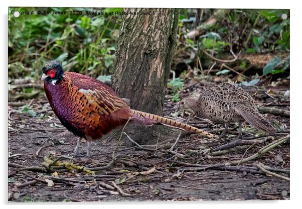 A pair of Pheasants scratching about for food Acrylic by Jim Jones