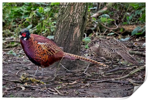 A pair of Pheasants scratching about for food Print by Jim Jones