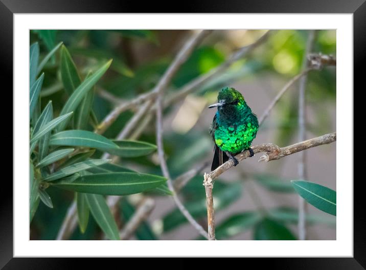 Emerald Green hummingbird in Curacao  Framed Mounted Print by Gail Johnson