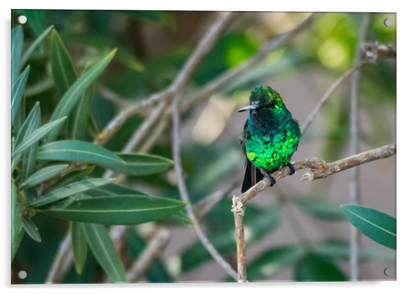 Emerald Green hummingbird in Curacao  Acrylic by Gail Johnson