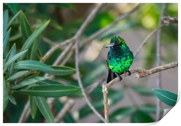 Emerald Green hummingbird in Curacao  Print by Gail Johnson