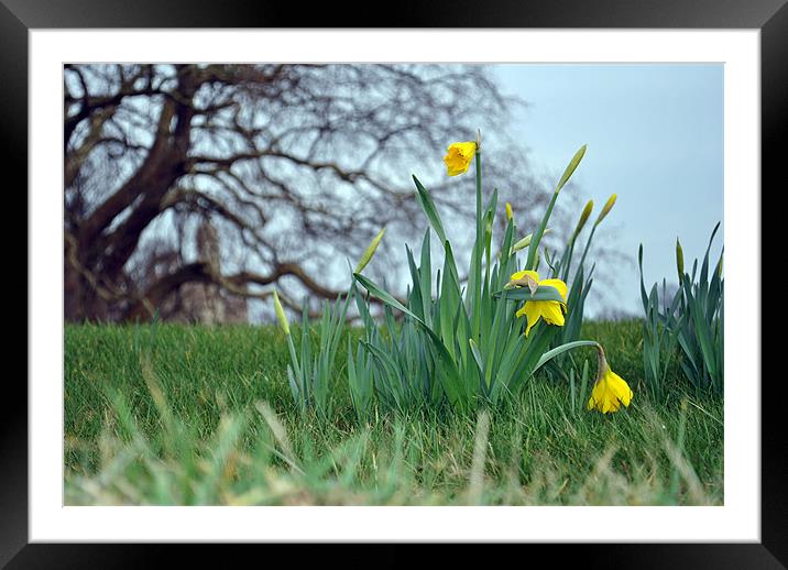 Spring Daffodils Framed Mounted Print by Daniel Gray