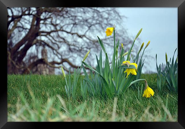 Spring Daffodils Framed Print by Daniel Gray