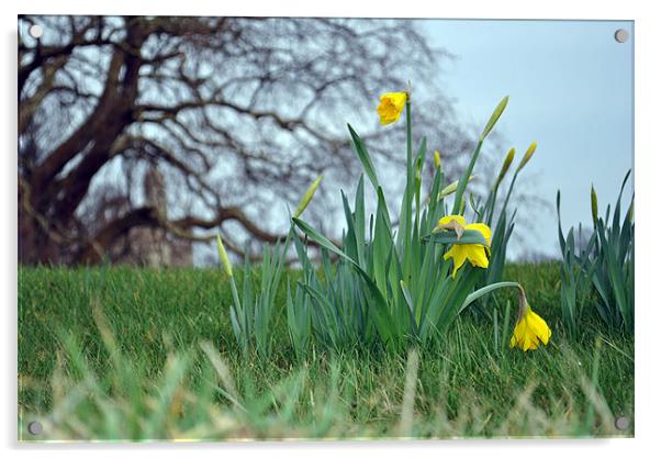 Spring Daffodils Acrylic by Daniel Gray
