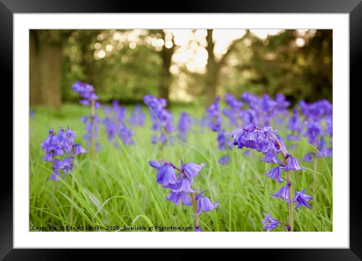 Spanish Bluebells in the Evening Sun Framed Mounted Print by Edward Laxton