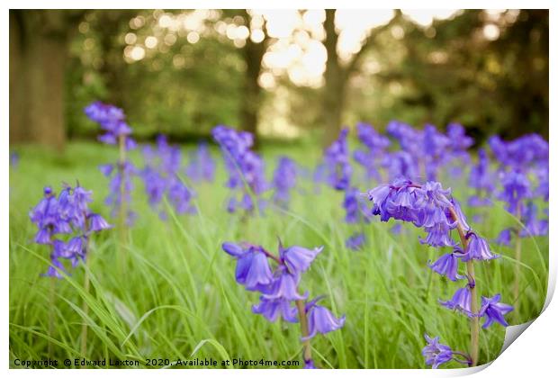 Spanish Bluebells in the Evening Sun Print by Edward Laxton