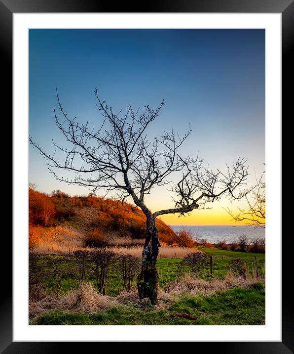 Glumslovs Backar Lonely Tree Framed Mounted Print by Antony McAulay