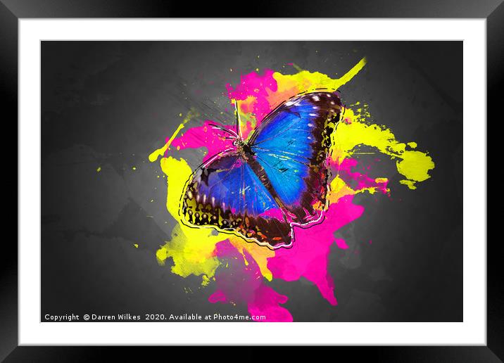 Blue Morpho Butterfly Art Framed Mounted Print by Darren Wilkes