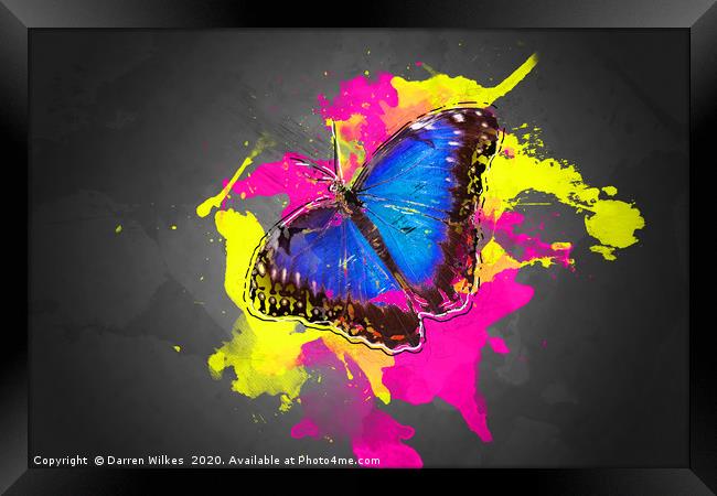 Blue Morpho Butterfly Art Framed Print by Darren Wilkes