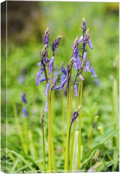 Spring Bluebells Coed Cefn Woods in April Canvas Print by Nick Jenkins
