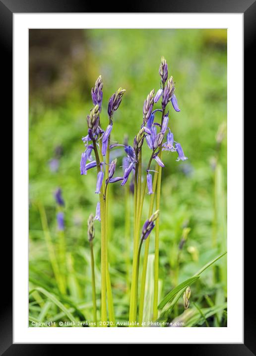 Spring Bluebells Coed Cefn Woods in April Framed Mounted Print by Nick Jenkins