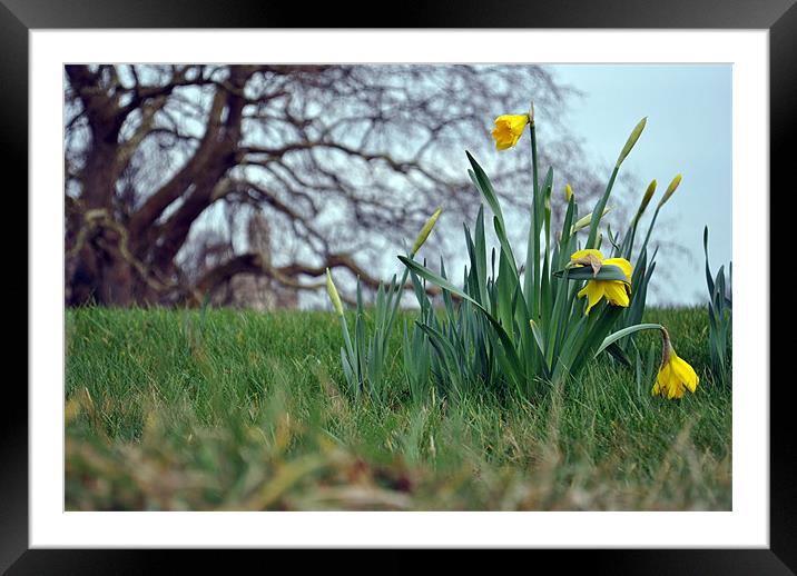 Spring Daffodils 2 Framed Mounted Print by Daniel Gray