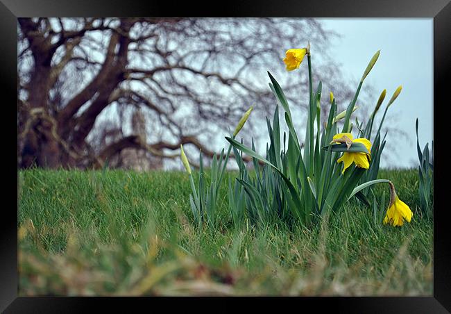 Spring Daffodils 2 Framed Print by Daniel Gray