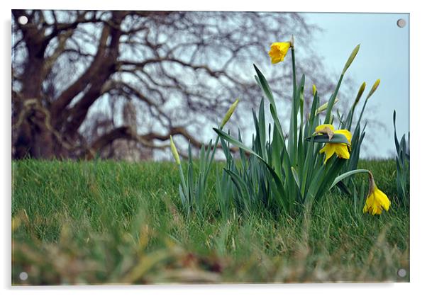 Spring Daffodils 2 Acrylic by Daniel Gray