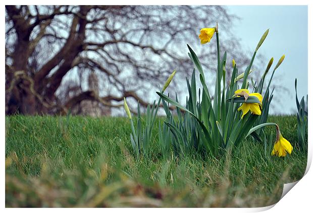 Spring Daffodils 2 Print by Daniel Gray