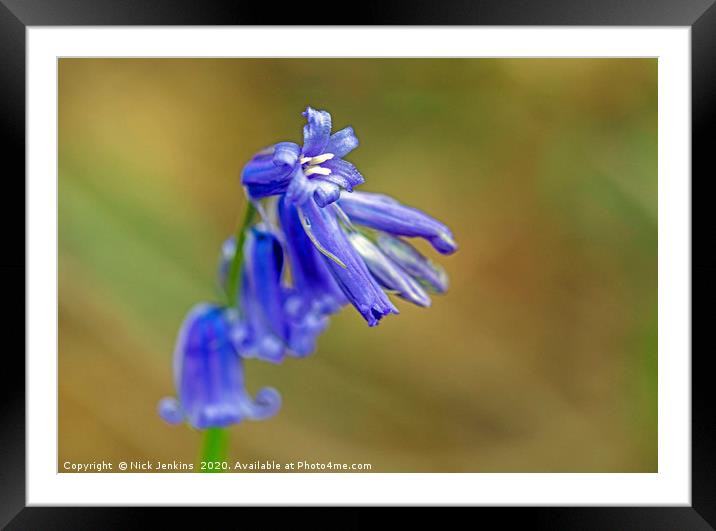 Bluebell Flower Close Up in local woodland  Framed Mounted Print by Nick Jenkins