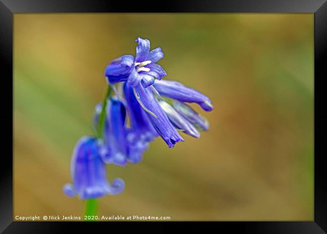 Bluebell Flower Close Up in local woodland  Framed Print by Nick Jenkins