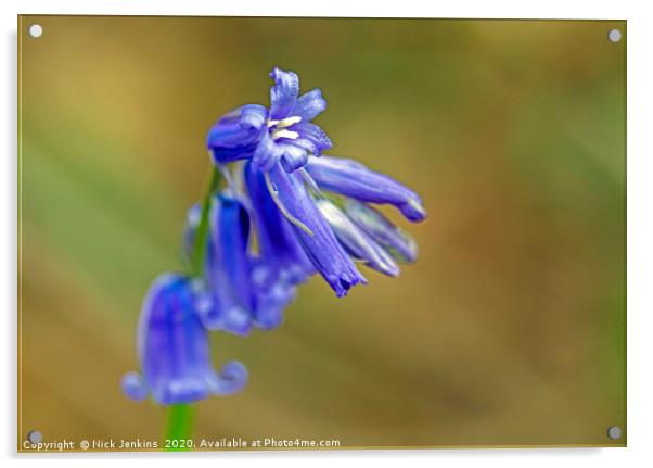 Bluebell Flower Close Up in local woodland  Acrylic by Nick Jenkins